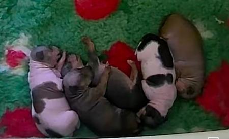 American Hairless Terrier puppy for sale by MINKYMU