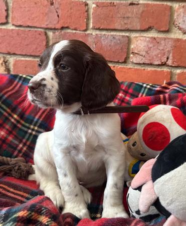 English Springer Spaniel puppy for sale by GLASTONPARK