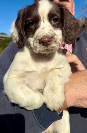 English Springer Spaniel puppy for sale by GLASTONPARK