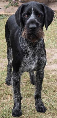 German Wirehaired Pointer for sale by KOBNKO