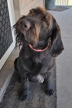 German Wirehaired Pointer for sale by KOBNKO