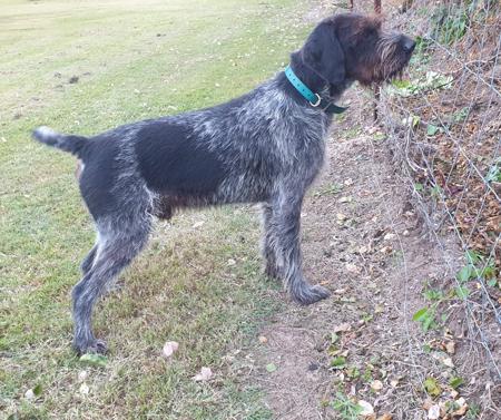 German Wirehaired Pointer for sale by KOBNKO