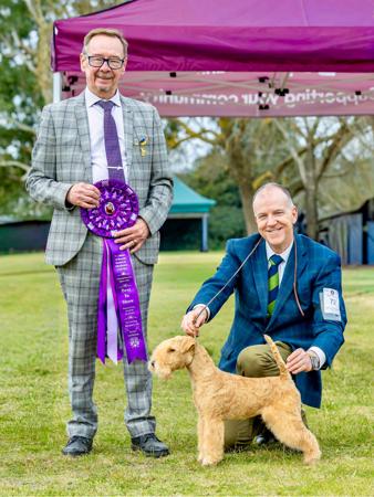 Lakeland Terrier for sale by BRIDGEWOOD