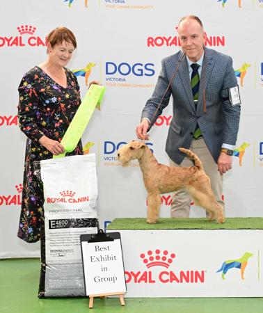 Lakeland Terrier for sale by BRIDGEWOOD