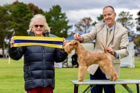 Lakeland Terrier for sale by BRIDGEWOOD