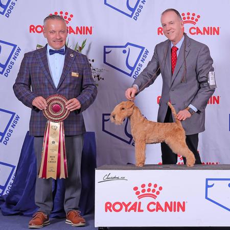 Lakeland Terrier for sale by BRIDGEWOOD