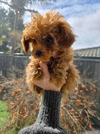 Poodle (Toy) for sale by XCLUSIVPAWS