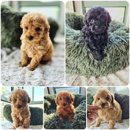 Poodle (Toy) for sale by XCLUSIVPAWS
