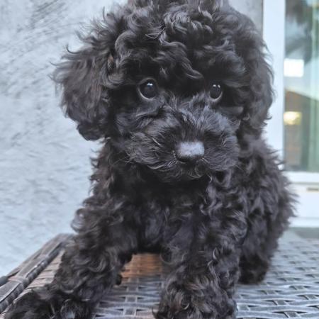 Poodle (Toy) for sale by XCLUSIVPAWS
