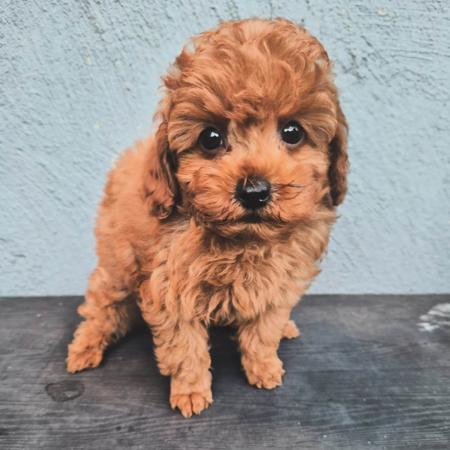 Poodle (Toy) for sale by XCLUSIVPAWS