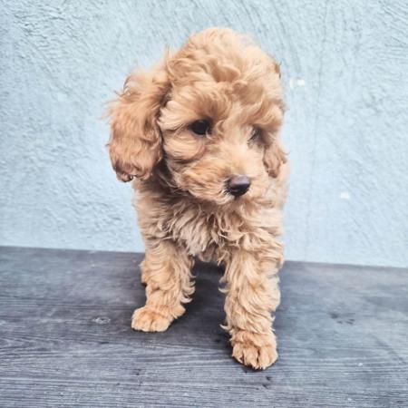 Poodle (Toy) for sale by XCLUSIVPAWS