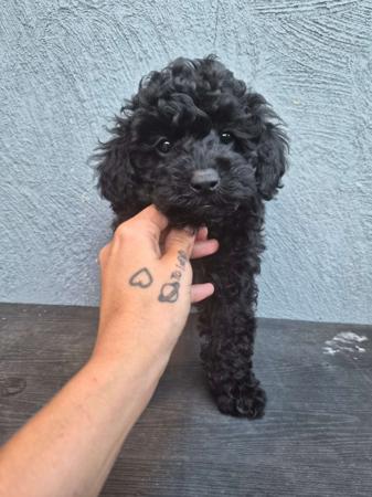 Poodle (Toy) for sale by XCLUSIVPAWS