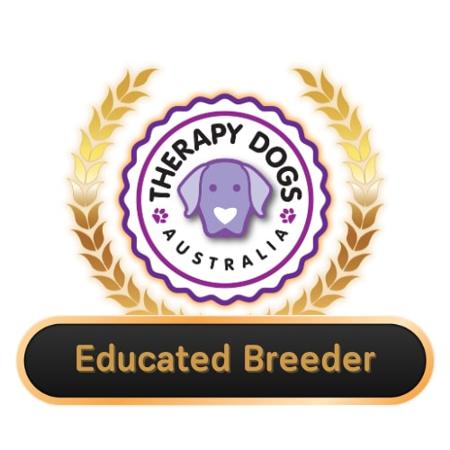 Staffordshire Bull Terrier for sale by TEMPESTBLUE