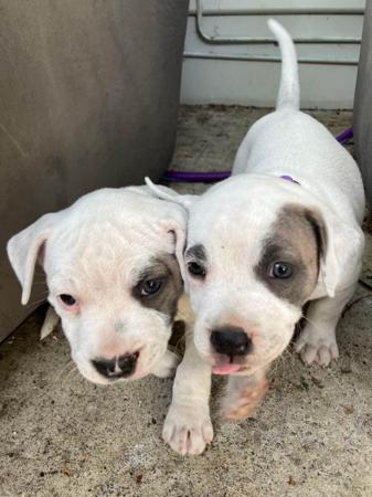 Staffordshire Bull Terrier for sale by TEMPESTBLUE