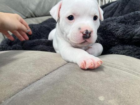 Staffordshire Bull Terrier for sale by TEMPESTBLUE