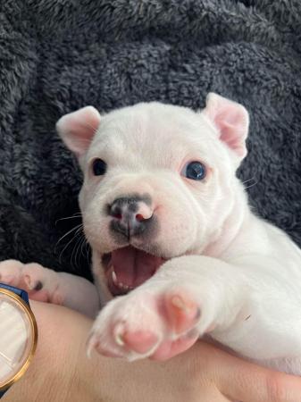 Staffordshire Bull Terrier for sale by TEMPESTBLUE