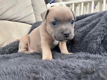 Staffordshire Bull Terrier for sale by TEMPESTBLUE