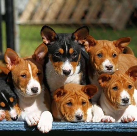 Basenji puppy for sale by WAZAZI