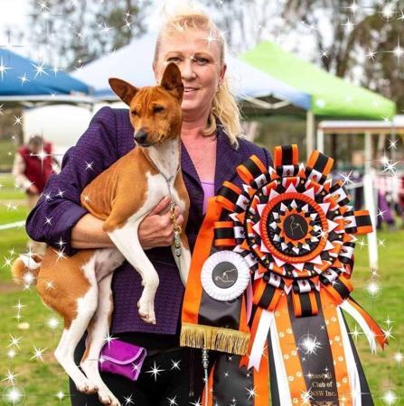 Basenji for sale by WAZAZI