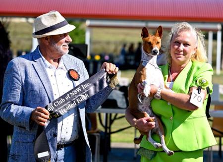 Basenji for sale by WAZAZI