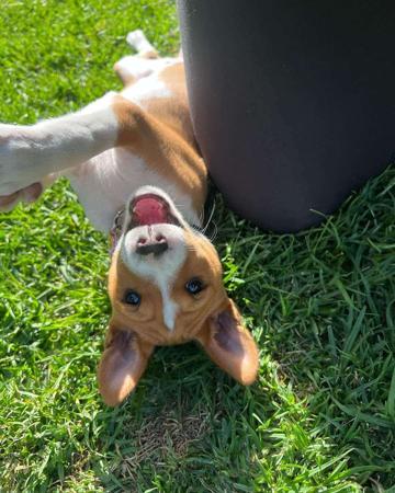 Basenji for sale by WAZAZI