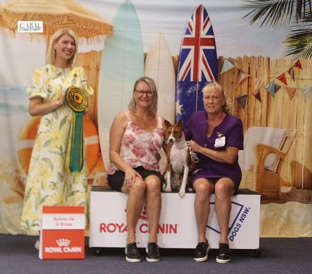 Basenji for sale by WAZAZI