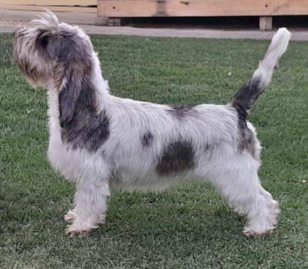 Petit Basset Griffon Vendeen for sale by WAZAZI