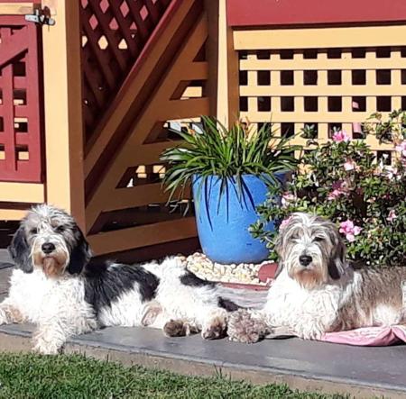 Petit Basset Griffon Vendeen for sale by WAZAZI