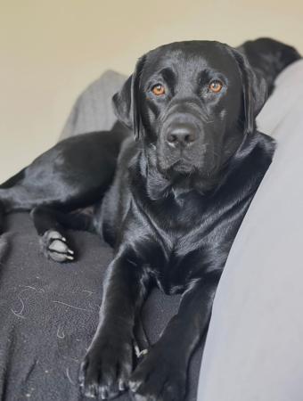 Labrador Retriever puppy for sale by GLENTRIN
