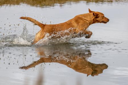 Labrador Retriever for sale by TWOBLACKLABS
