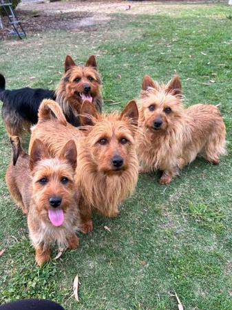 Australian Terrier for sale by GALTAMAC