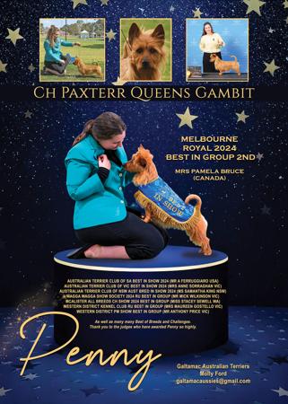Australian Terrier for sale by GALTAMAC