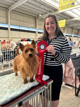 Australian Terrier for sale by GALTAMAC