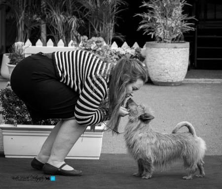 Australian Terrier for sale by GALTAMAC