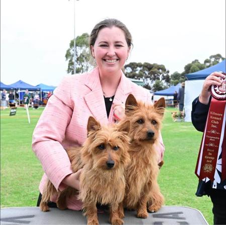 Australian Terrier for sale by GALTAMAC