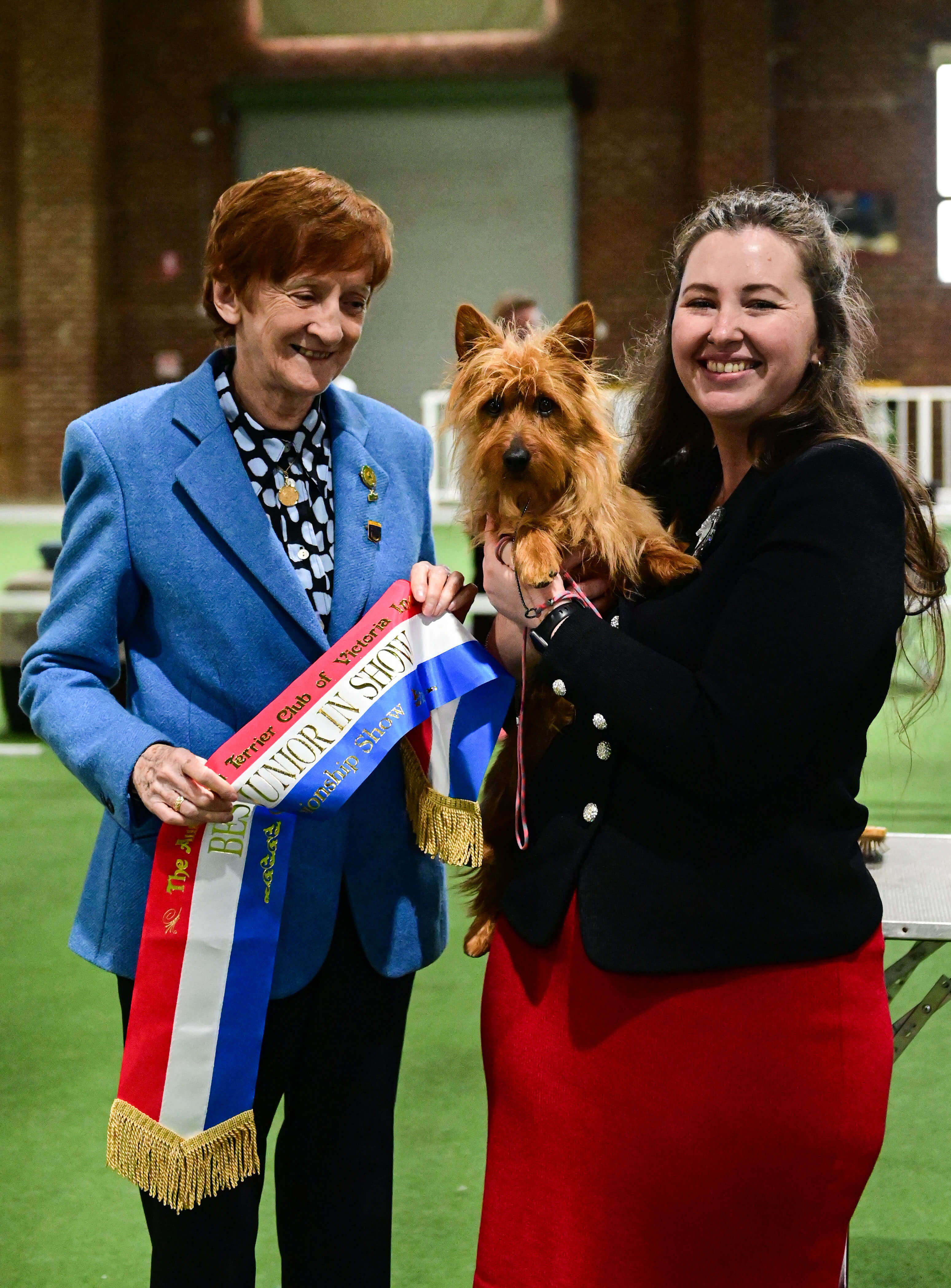 Aust Ch Tainquest Ruff n Reddee Australian Terrier - Owned by Mrs Molly ...