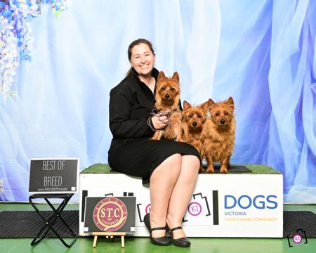 Australian Terrier for sale by GALTAMAC