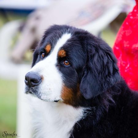 Bernese Mountain Dog for sale by POLISHDREAM