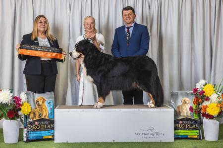 Bernese Mountain Dog for sale by POLISHDREAM