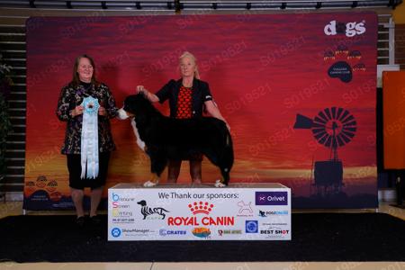 Bernese Mountain Dog for sale by POLISHDREAM