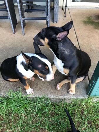 Bull Terrier (Miniature) for sale by MADDAS