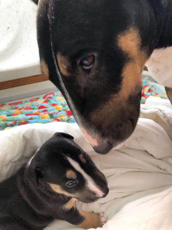 Bull Terrier (Miniature) for sale by MADDAS