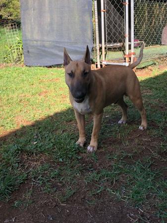 Bull Terrier (Miniature) for sale by MADDAS