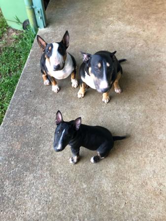 Bull Terrier (Miniature) for sale by MADDAS