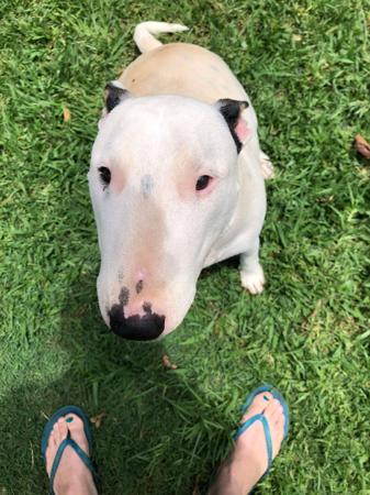 Bull Terrier (Miniature) for sale by MADDAS