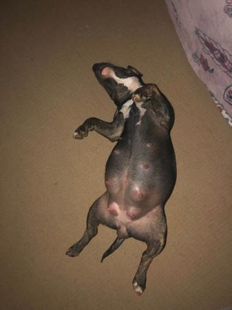 Bull Terrier (Miniature) puppy for sale by MADDAS