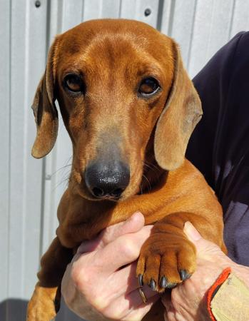 Dachshund (Miniature Smooth Haired) puppy for sale by EMMILINE