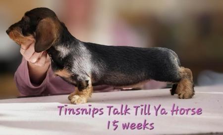 Tinsnips Talk Till Ya Horse Dachshund (Miniature Wire Haired)