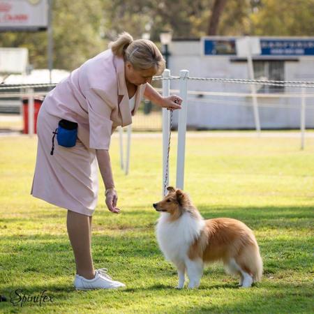 Shetland Sheepdog for sale by BMCCANN