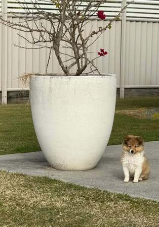 Shetland Sheepdog for sale by FAIRYISLE